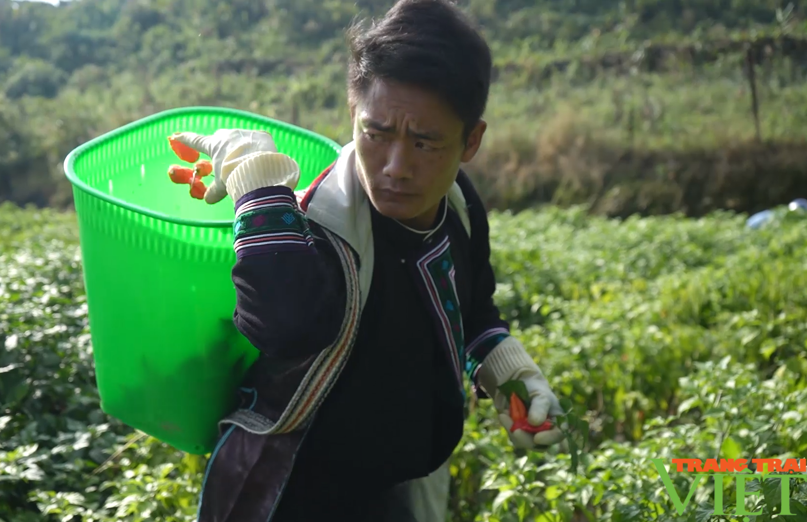 Nông dân Ngũ Chỉ Sơn ở Lào Cai trồng thành công cây đặc sản cây ớt trung đoàn - Ảnh 2.