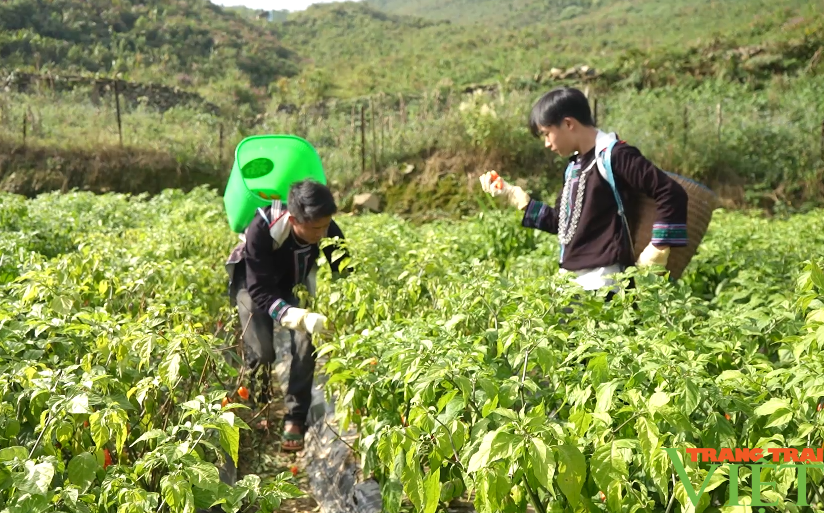 Nông dân Ngũ Chỉ Sơn ở Lào Cai trồng thành công cây đặc sản cây ớt trung đoàn - Ảnh 1.