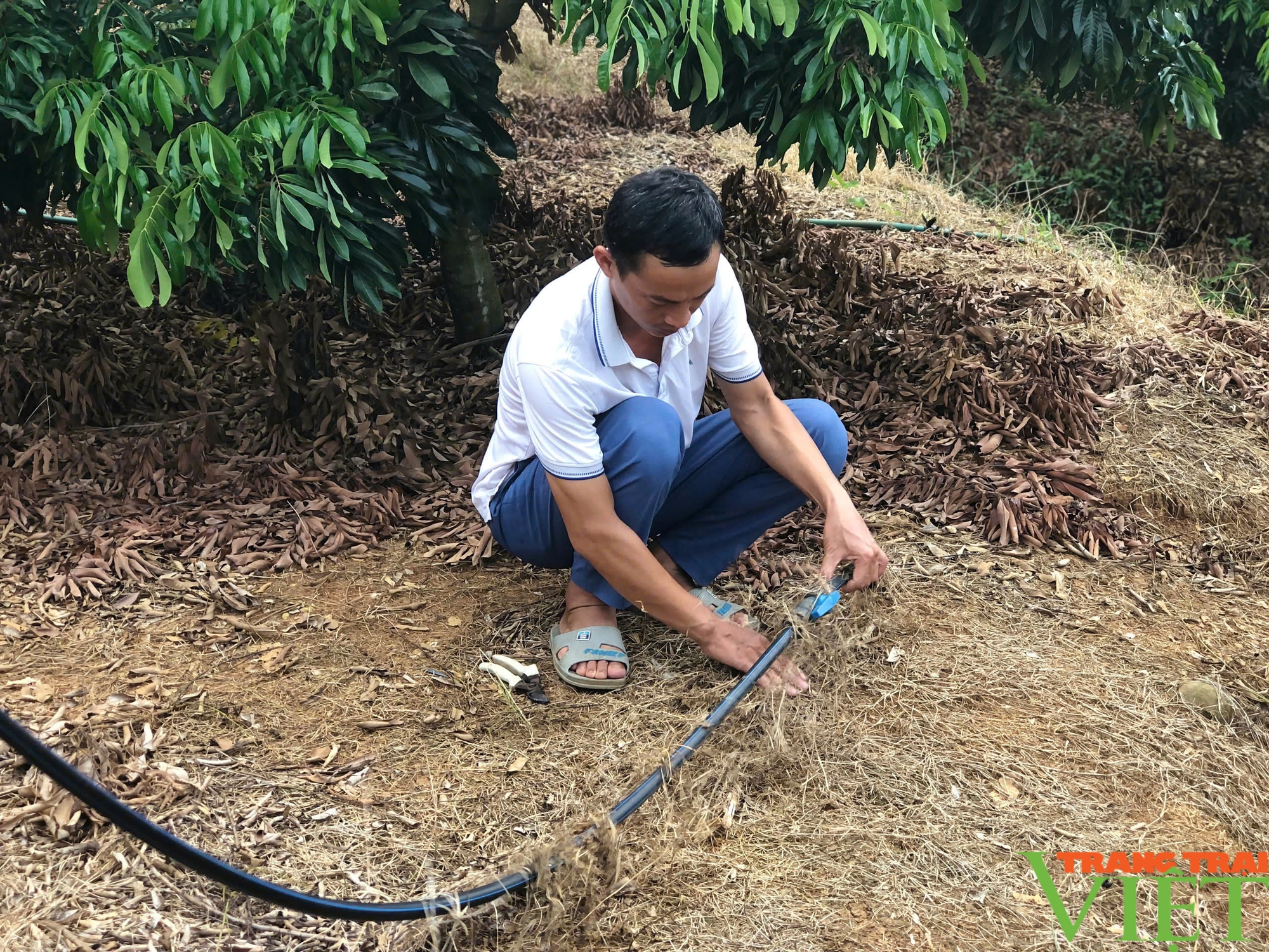 Ứng dụng công nghệ, nhãn Sơn La từ "lép vế" thành cây mũi nhọn - Ảnh 3.