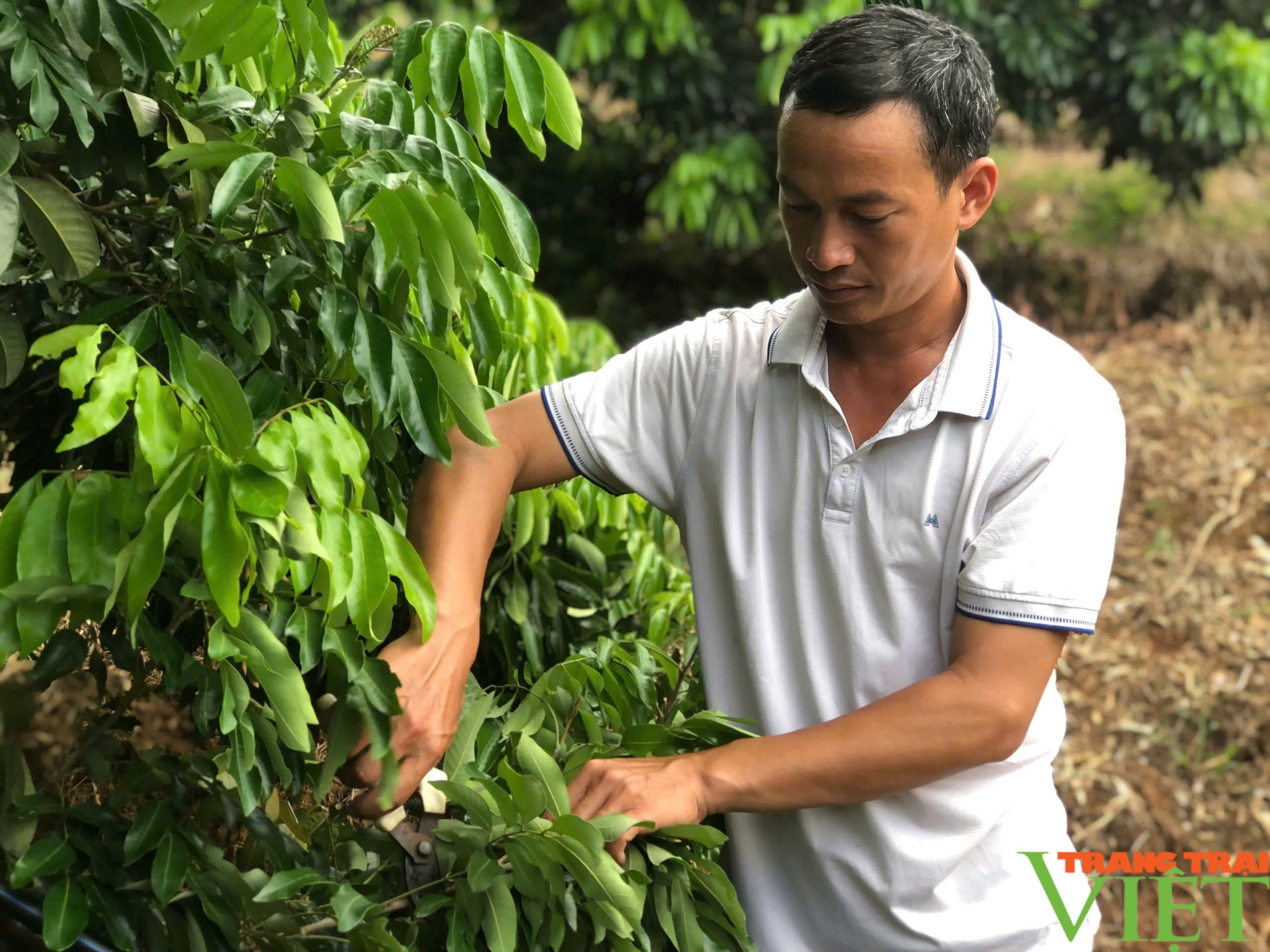 Ứng dụng công nghệ, nhãn Sơn La từ "lép vế" thành cây mũi nhọn - Ảnh 5.
