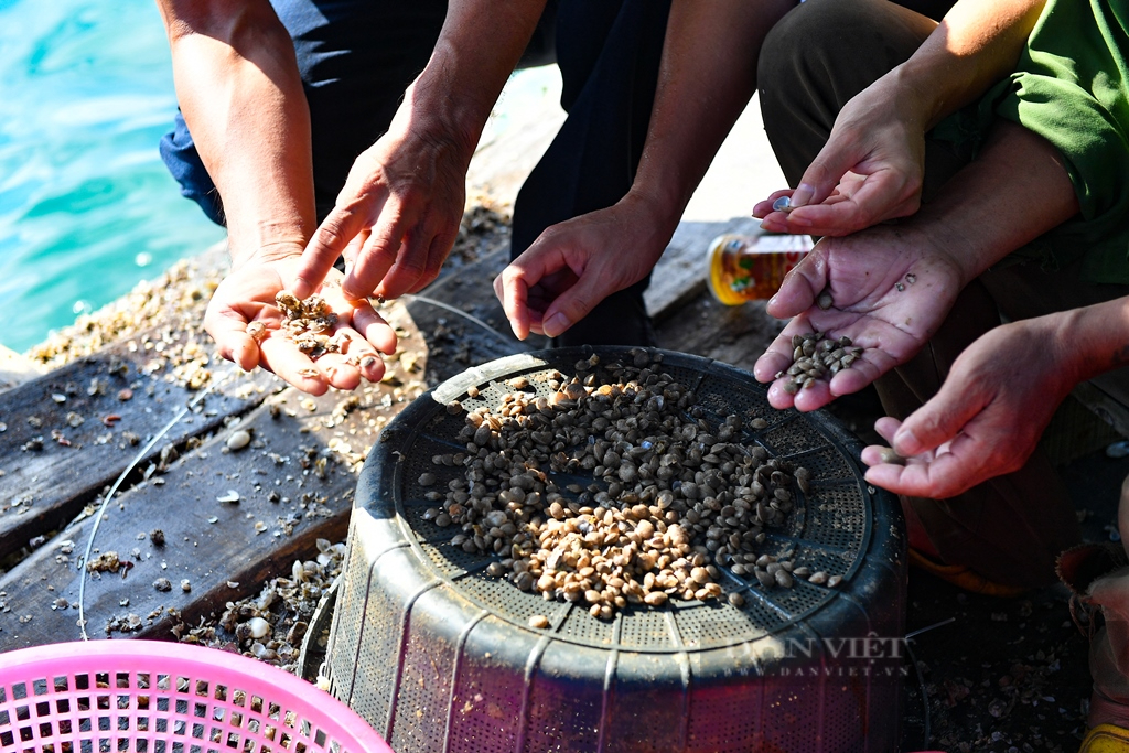 Cát xốp là gì mà dân nuôi ngao, thưng, sần ở Quảng Ninh đang ngóng chờ từng ngày để vào vụ nuôi mới?- Ảnh 2.