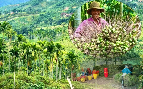 Loại quả đang được thương lái thu mua giá cao kỷ lục, hoá ra là thuốc quý, trồng ở rất nhiều nơi- Ảnh 5.