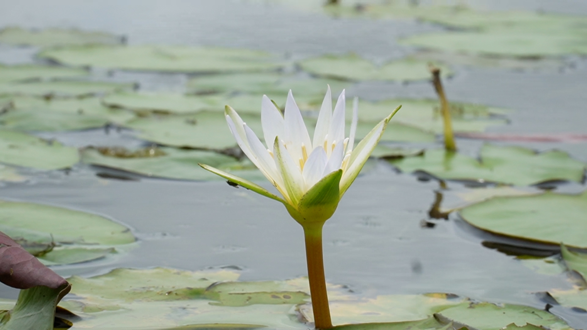 Lội ruộng nhổ loài “hoa Thủy Nữ” mộc hoan dại vào mùa mưa, giúp nông dân Cà Mau có thêm tiền cãi thiện cuộc sống - Ảnh 3.