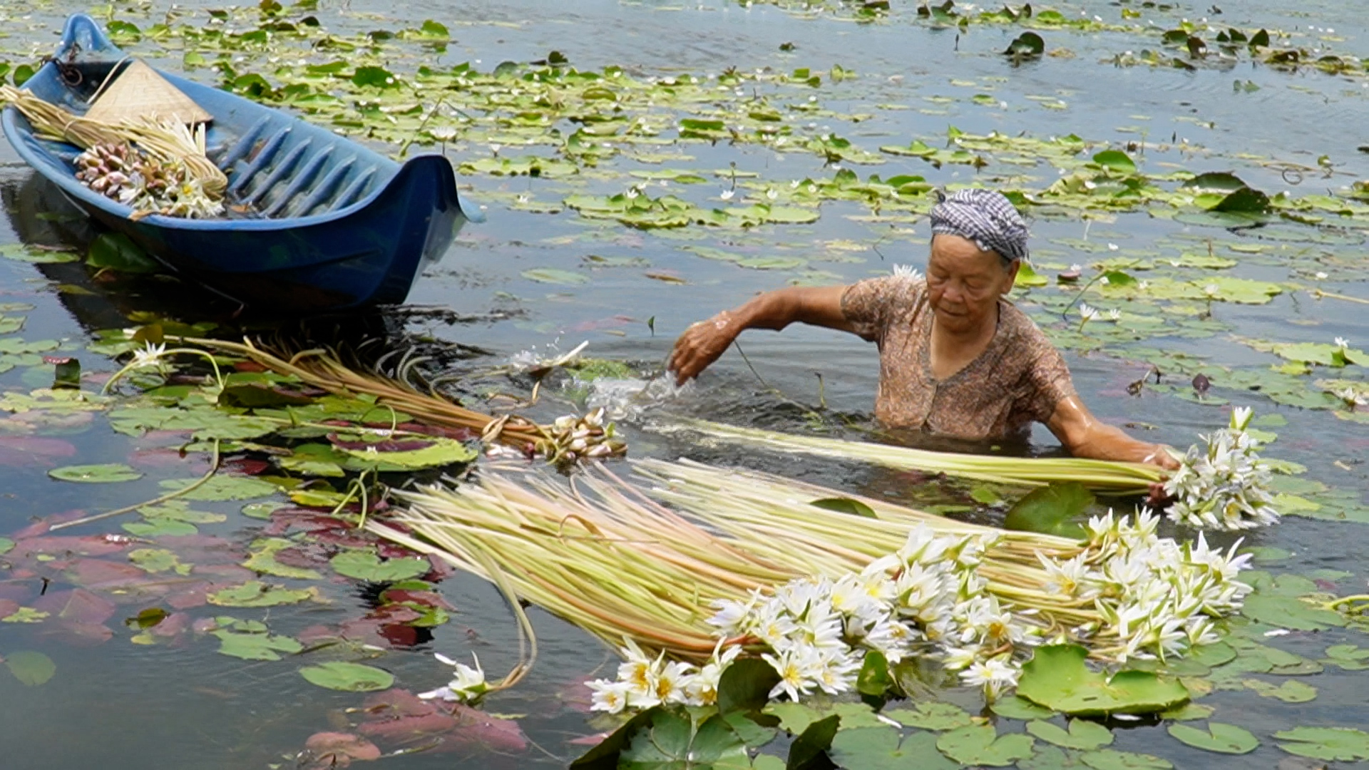 Lội ruộng nhổ loài “hoa Thủy Nữ” mộc hoan dại vào mùa mưa, giúp nông dân Cà Mau có thêm tiền cãi thiện cuộc sống - Ảnh 4.