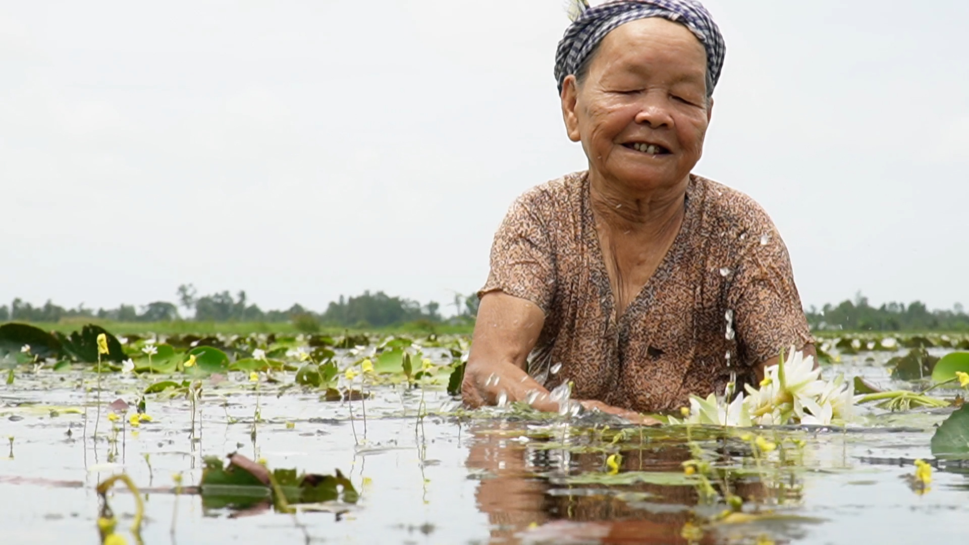 Lội ruộng nhổ loài “hoa Thủy Nữ” mộc hoan dại vào mùa mưa, giúp nông dân Cà Mau có thêm tiền cãi thiện cuộc sống - Ảnh 2.