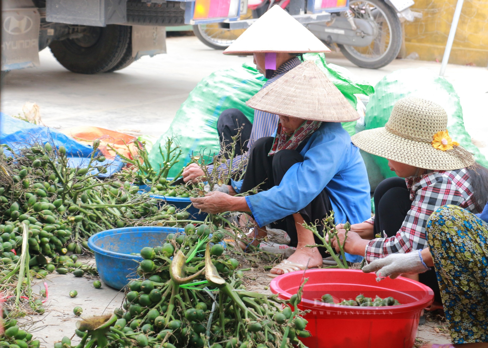 Làng trồng cau nhiều nhất Nam Định: Cho cau "ăn" muối trắng, cây khỏe, đẻ sai - Ảnh 1.