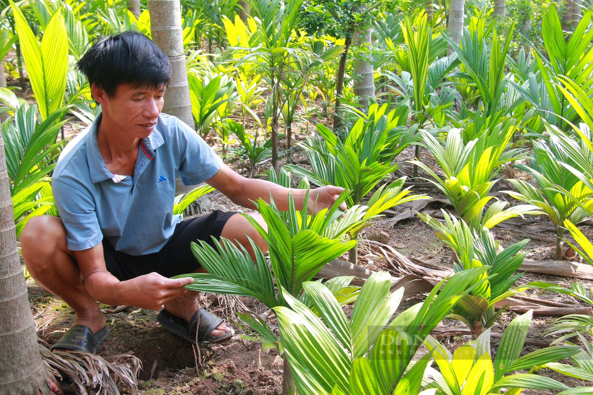 Làng trồng cau nhiều nhất Nam Định: Cho cau "ăn" muối trắng, cây khỏe, đẻ sai - Ảnh 2.