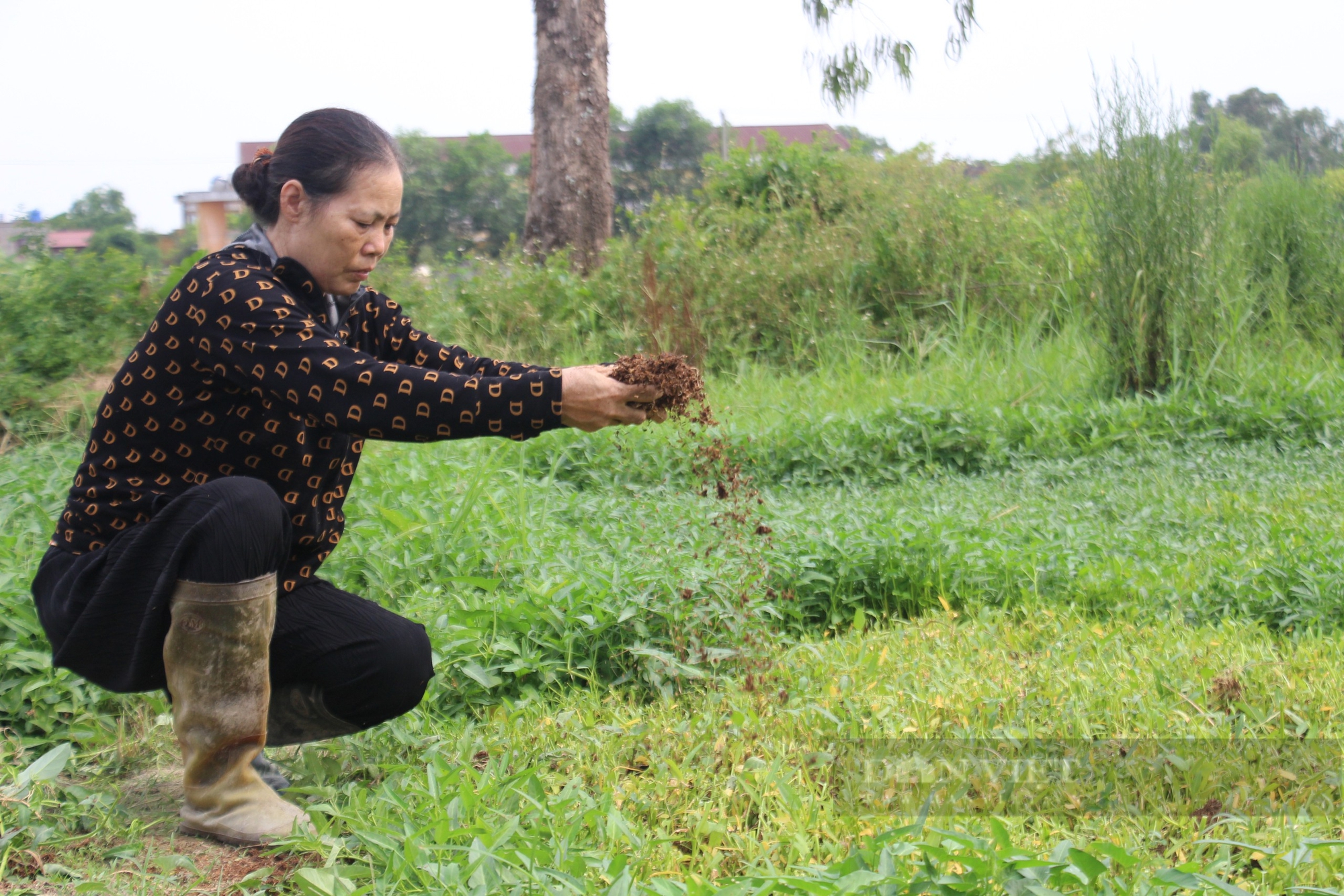 Nông dân Nam Định sản xuất phân hữu cơ: Sử dụng phân bón hữu cơ, lợi đôi đường (bài 3) - Ảnh 3.