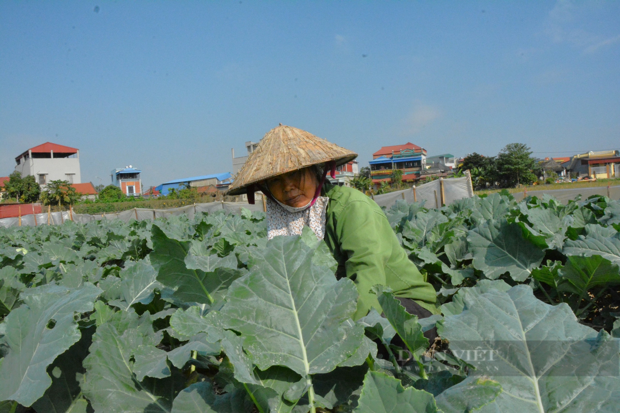 Nông dân Nam Định sản xuất phân hữu cơ: Trồng rau với công nghệ Nhật Bản (bài 2) - Ảnh 2.