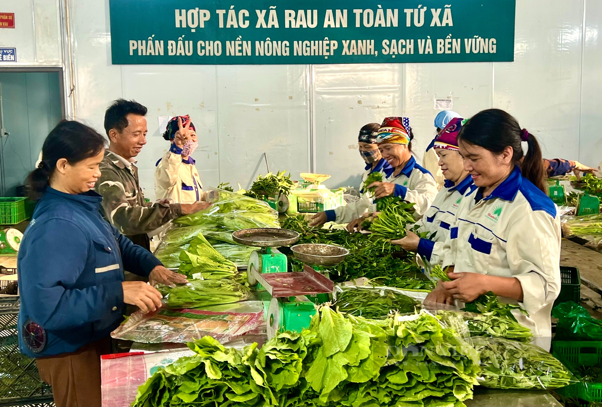 Hợp tác xã ở Phú Thọ liên kết nông dân sản xuất thành vùng chuyên canh rau an toàn - Ảnh 2.