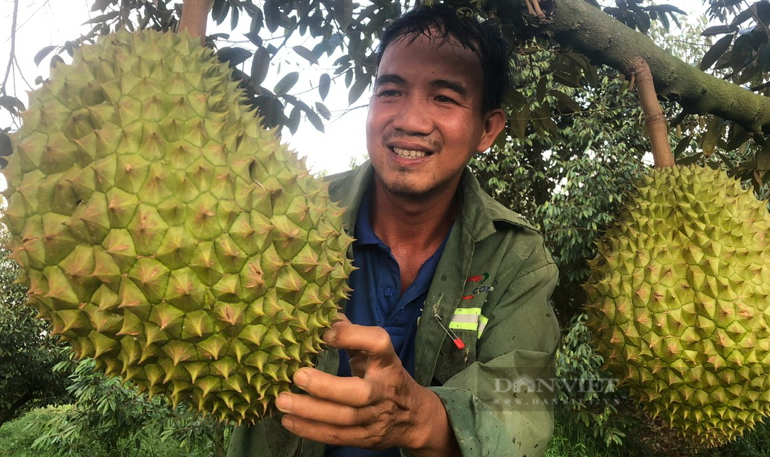 hàng trăm nông dân Bình Thuận vừa đứng ngoài vườn, vừa "lên lớp" học cách chăm sóc cây sầu riêng - Ảnh 4.