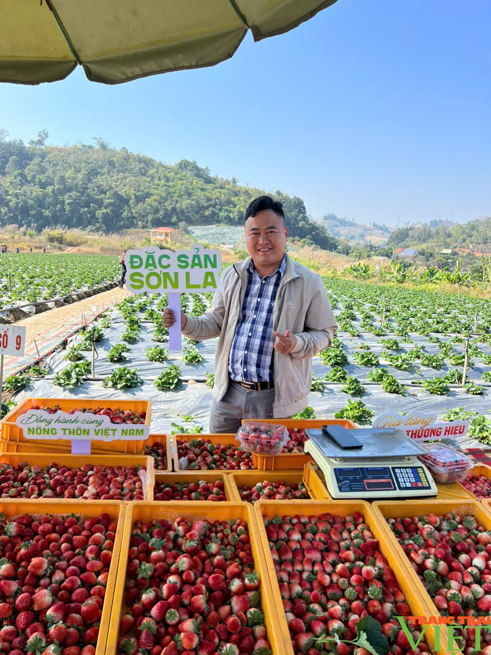 Dâu tây Sơn La - từ "chua chảy nước mắt" trở thành "món quà mong đợi" - Ảnh 3.