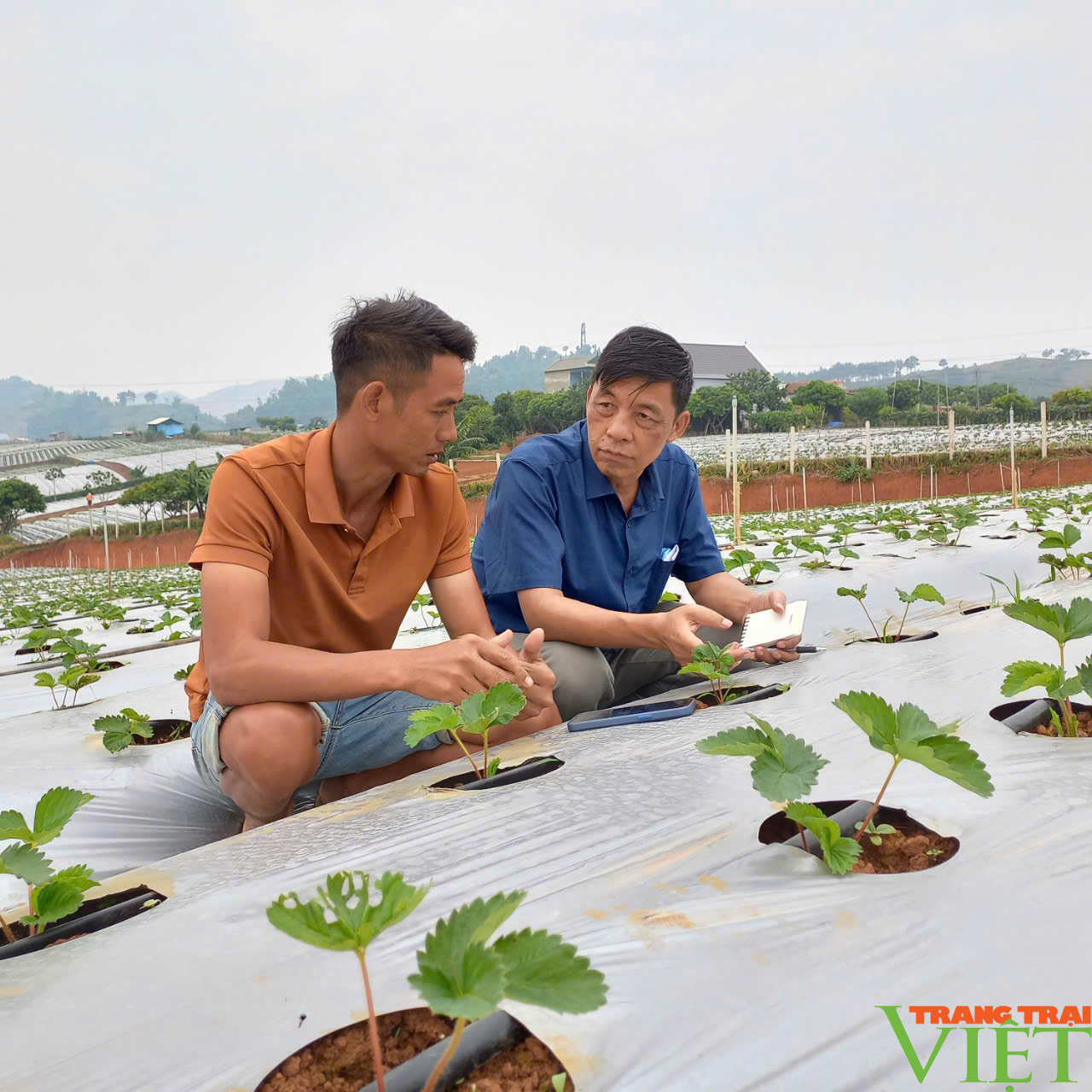 Dâu tây Sơn La - từ "chua chảy nước mắt" trở thành "món quà mong đợi" - Ảnh 5.