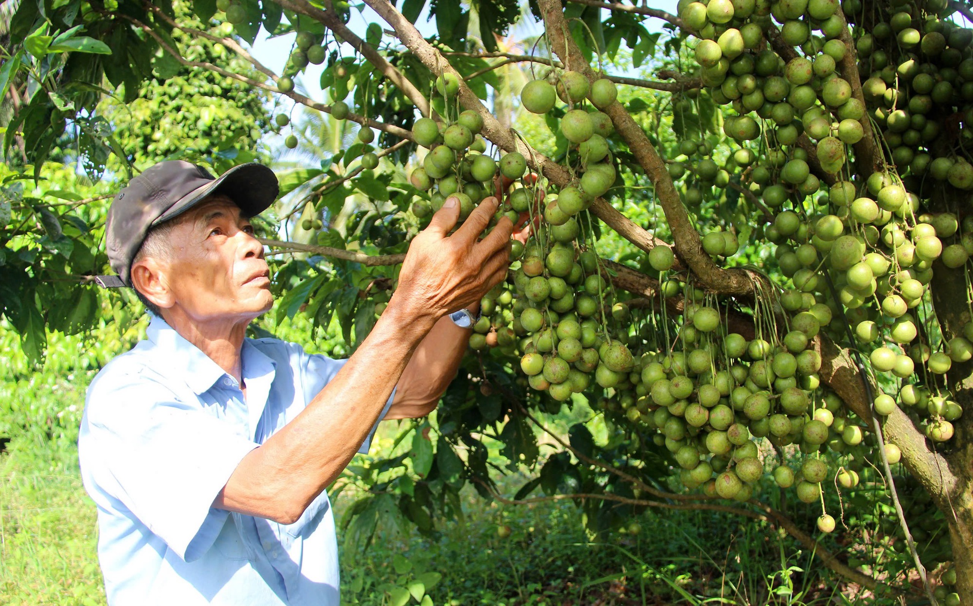 Dừa xiêm Tam Quan Bình Định ngon nhất Việt Nam, "rộng đường" sang thị trường Trung Quốc- Ảnh 1.