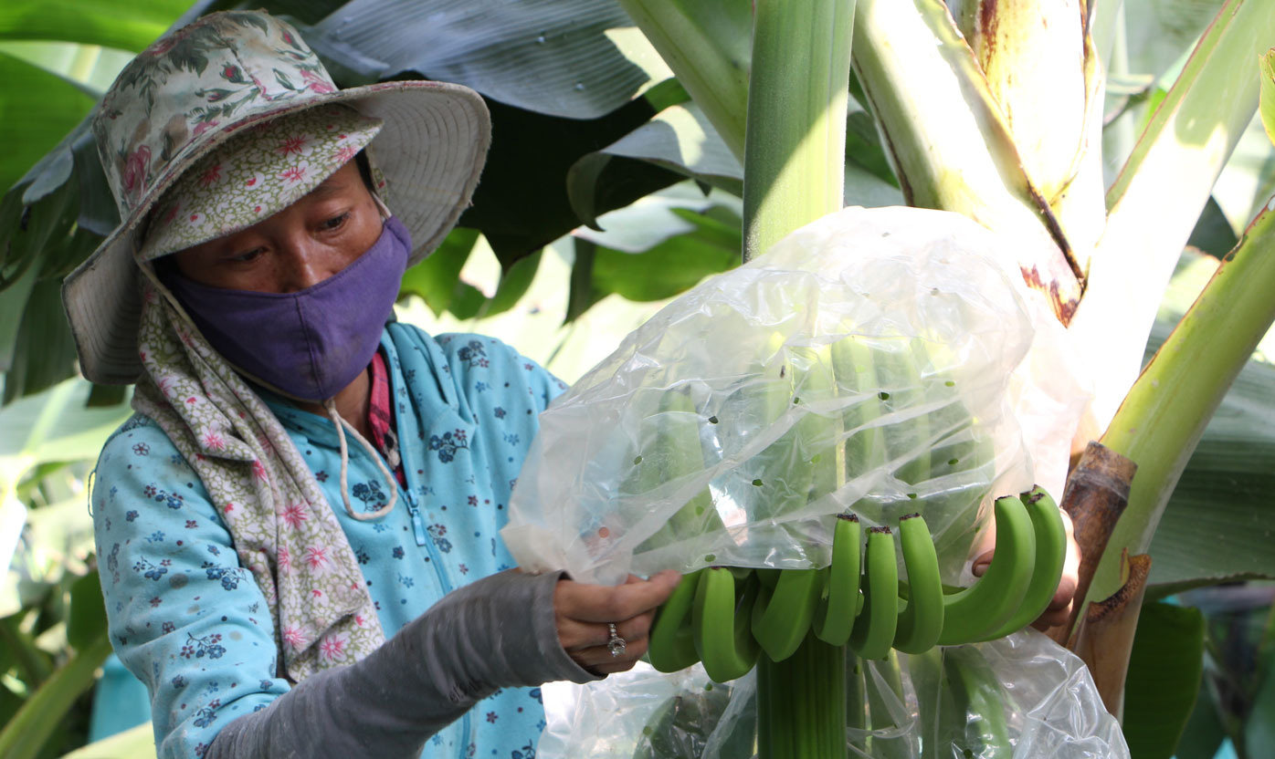 "Vua chuối", "Tỷ phú gà lạnh" đề xuất cơ chế sử dụng đất nông lâm trường, đất chăn nuôi  - Ảnh 2.