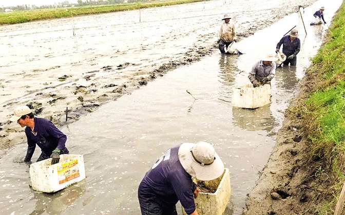 Một tỷ phú Tiền Giang trên làm chuồng nuôi chim tiền tỷ, dưới đào hồ nuôi tôm tiền tỷ, hóa lại hay - Ảnh 3.