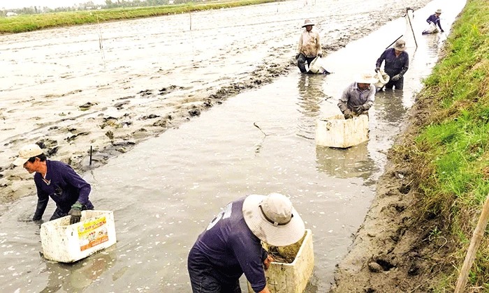 Nuôi tôm, nuôi cua ở đất ruộng lúa, dân nơi này ở Kiên Giang bắt toàn con to bự, bán cao nhất 700.000 đồng/kg - Ảnh 1.