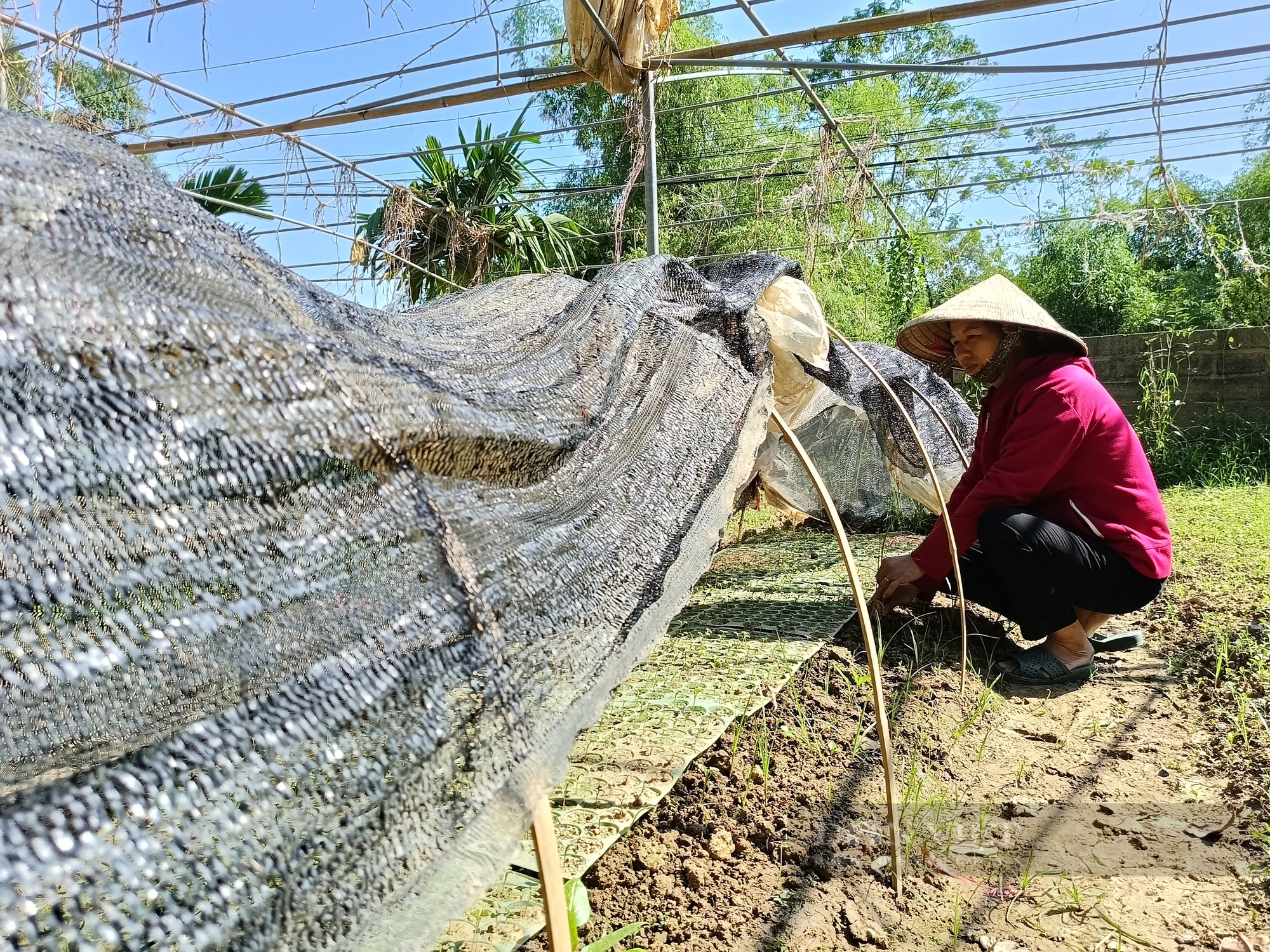 Nông dân kiệt sức sau bão lũ: Sắp có phương án, tài liệu hướng dẫn người dân thích ứng với siêu bão, thảm họa - Ảnh 4.