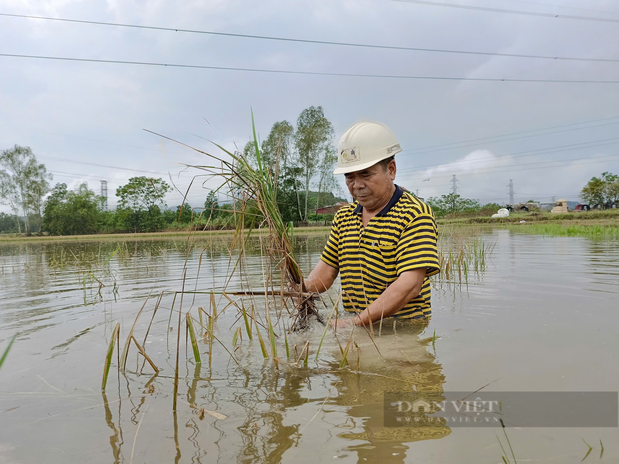 Nông dân kiệt sức sau bão lũ lịch sử: Mất chục tỷ đồng trong lũ, một HTX chăn nuôi Thủ đô "kêu cứu" (Bài 5)- Ảnh 4.