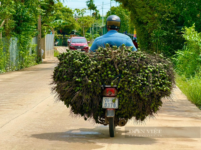 The fruit is being bought by traders at a record high price. It turns out to be a precious medicine, grown in many places - Photo 2.