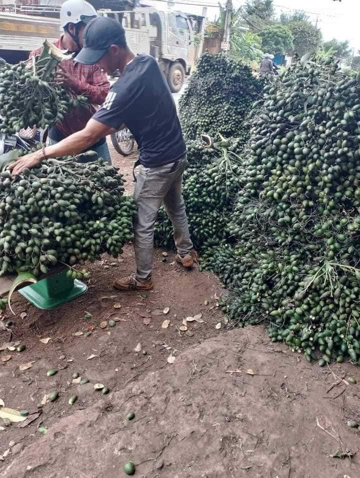 The fruit is being bought by traders at a record high price. It turns out to be a precious medicine, grown in many places - Photo 1.