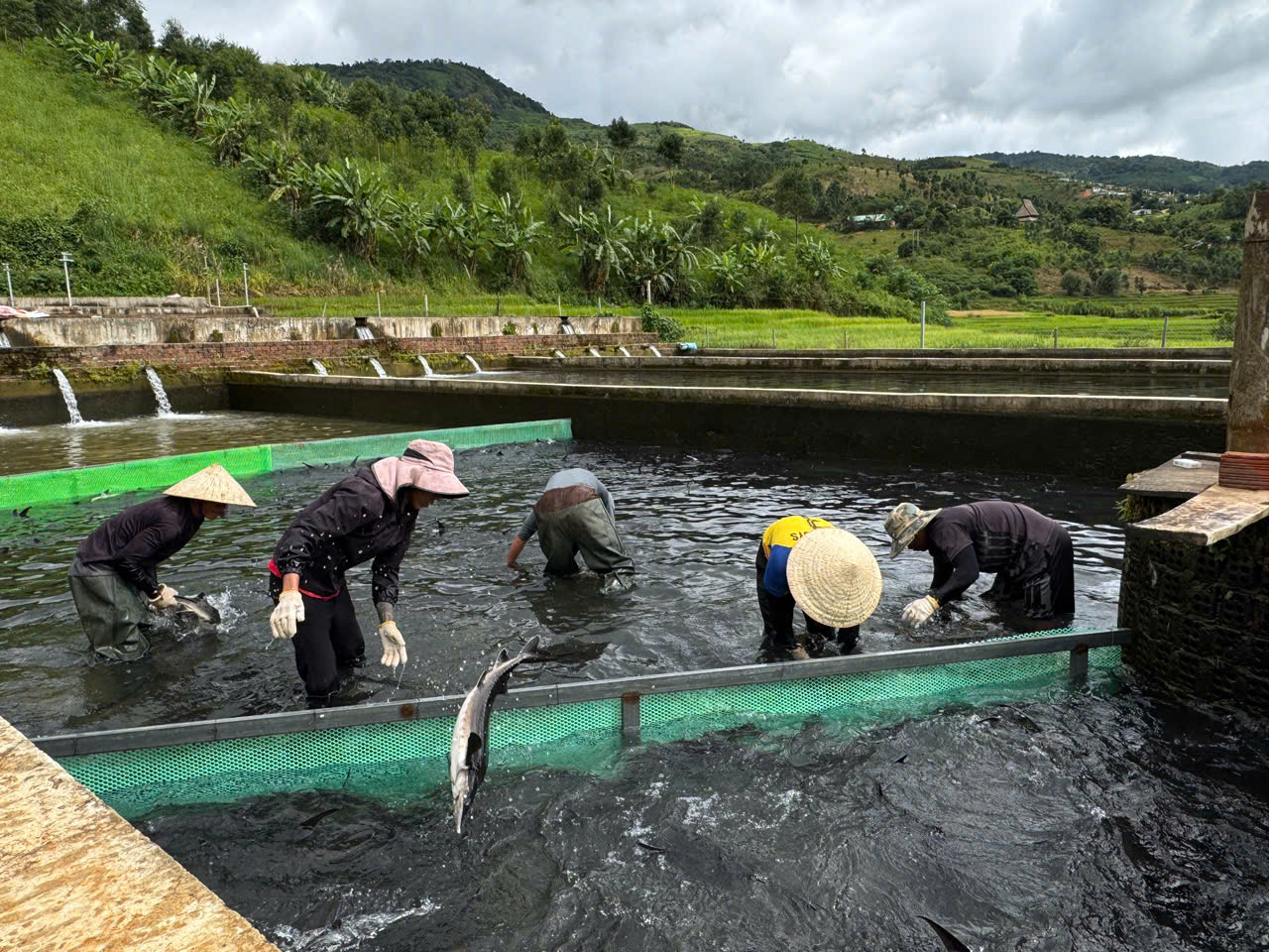 Lên núi nuôi loại cá ưa nhiệt độ thấp, người đàn ông thu hàng chục tỷ mỗi năm - Ảnh 2.