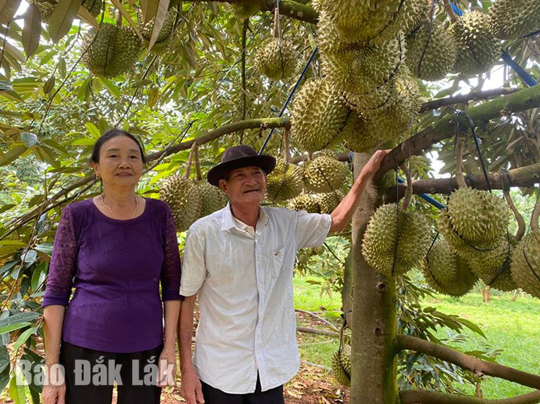 Ở nhà trồng 1 loại cây "quý như vàng", ông nông dân nhẹ nhàng kiếm hơn 1 tỷ đồng- Ảnh 1.