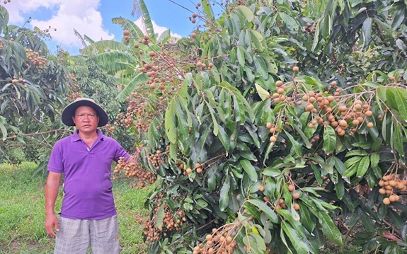 Dân Kiên Giang nuôi con "thẻ bảo hiểm" trong ruộng lúa, nhảy tanh tách, "thẻ bảo hiểm" là con gì? - Ảnh 4.