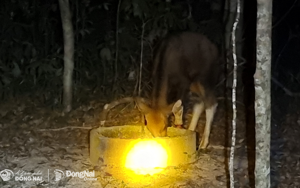 Một khu rừng nổi tiếng Đồng Nai, ban đêm soi thấy động vật hoang dã lang thang đi tìm nước uống- Ảnh 19.