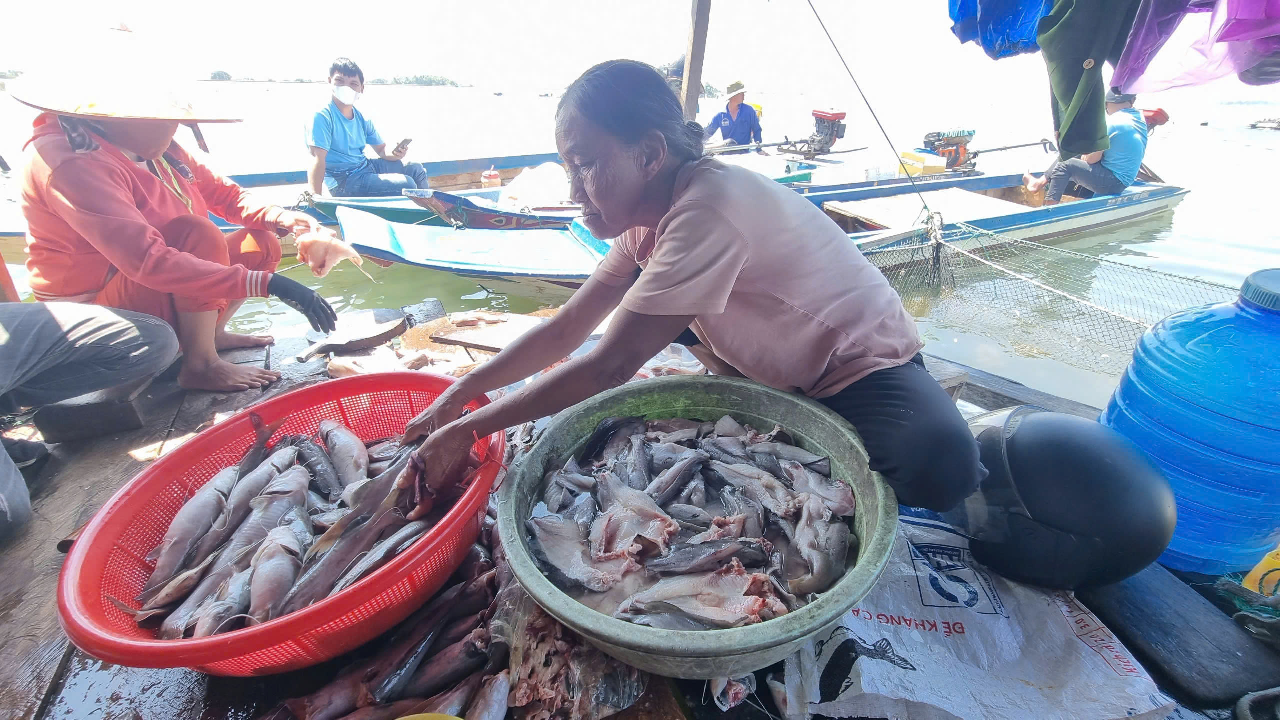 Cá nuôi trên hồ thủy lợi chết bất thường ở Gia Lai - Ảnh 2.