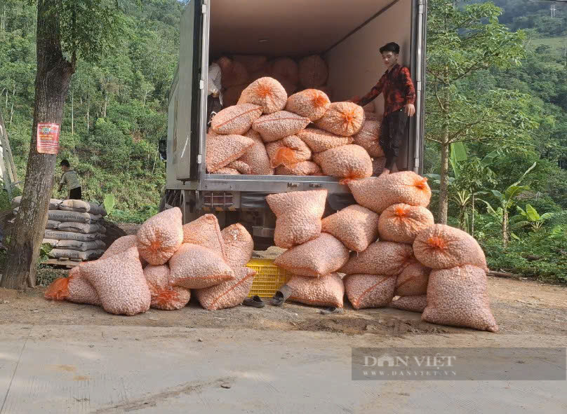 rồng dâu, nuôi tằm, hướng đi nhiều triển vọng giúp người dân vùng biên thoát nghèo - Ảnh 2.