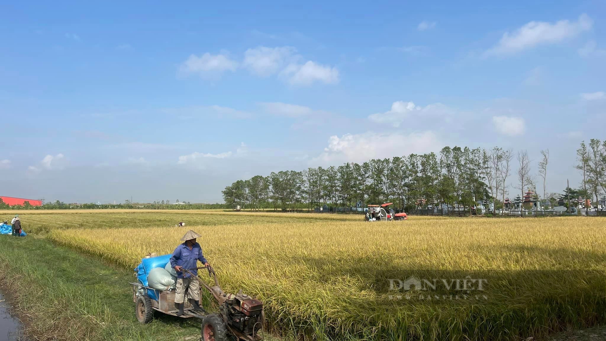 Thái Bình: Thương lái xếp hàng đầu bờ mua lúa mùa giá cao, nông dân đếm tiền cười tươi rói - Ảnh 2.