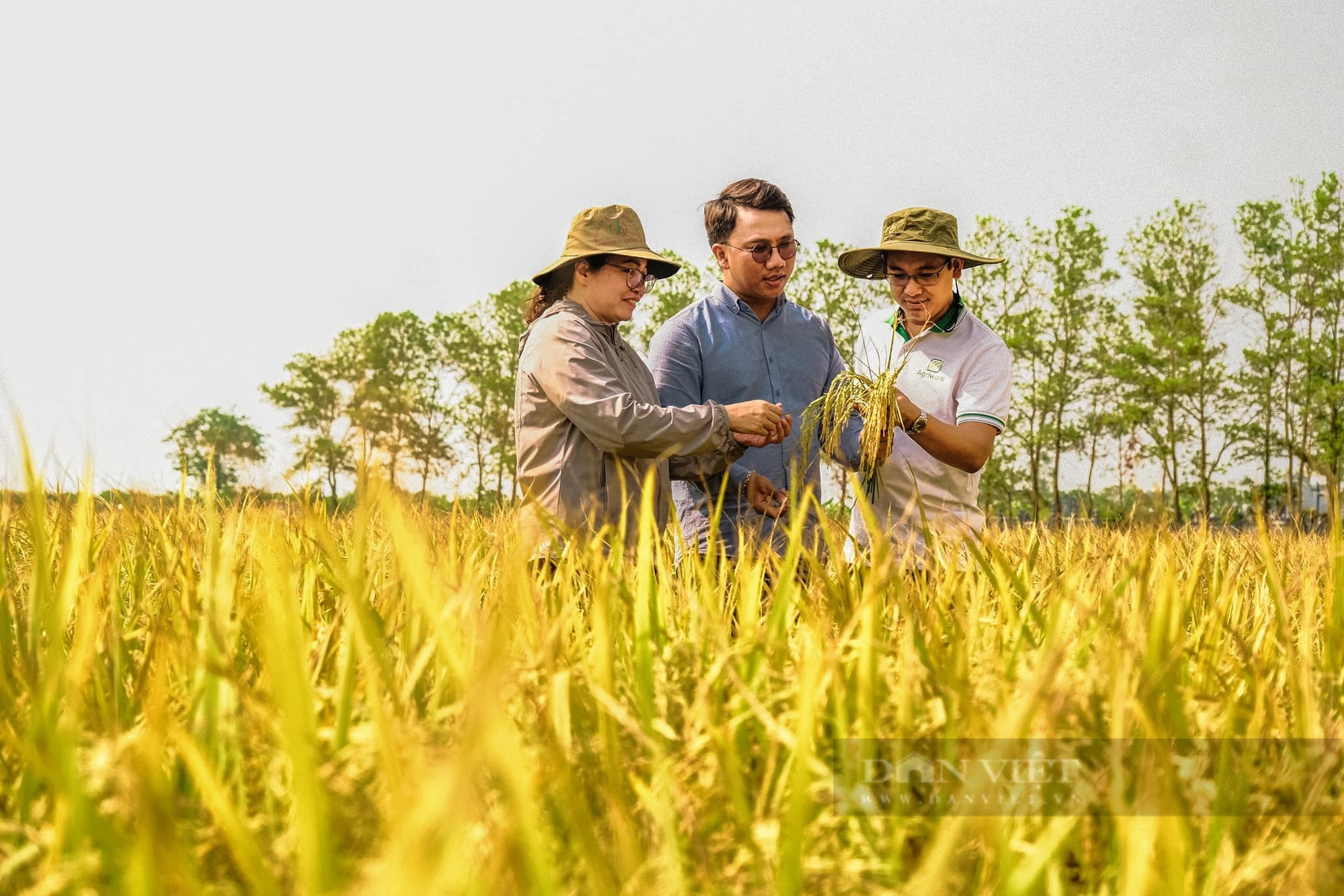 Thái Bình: Thương lái xếp hàng đầu bờ mua lúa mùa giá cao, nông dân đếm tiền cười tươi rói - Ảnh 1.