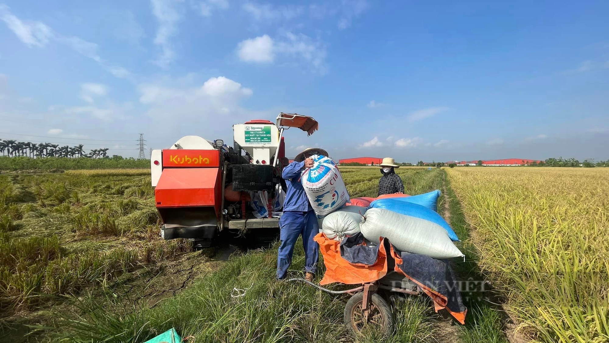 Thái Bình: Thương lái xếp hàng đầu bờ mua lúa mùa giá cao, nông dân đếm tiền cười tươi rói - Ảnh 4.