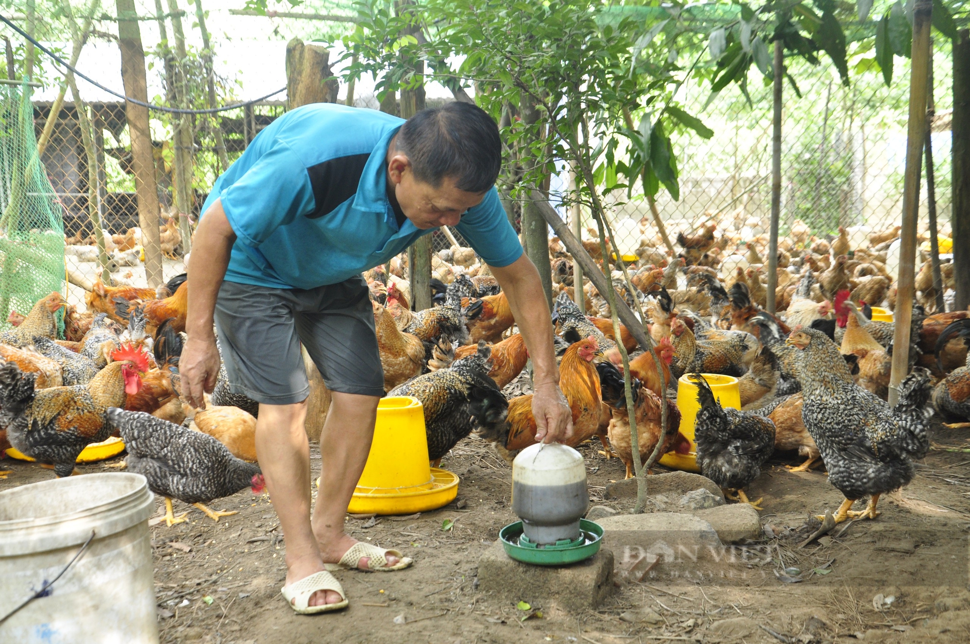 Nuôi gà ta ở Quảng Ninh kiểu sang chảnh, cho uống trà hoa vàng, nước thuốc Nam, hóa con đặc sản- Ảnh 2.