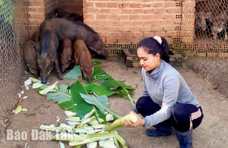 Heo rừng nguồn gốc động vật hoang dã, chị nông dân Đắk Lắk nuôi thành công, bán 110.000 đồng/kg- Ảnh 1.