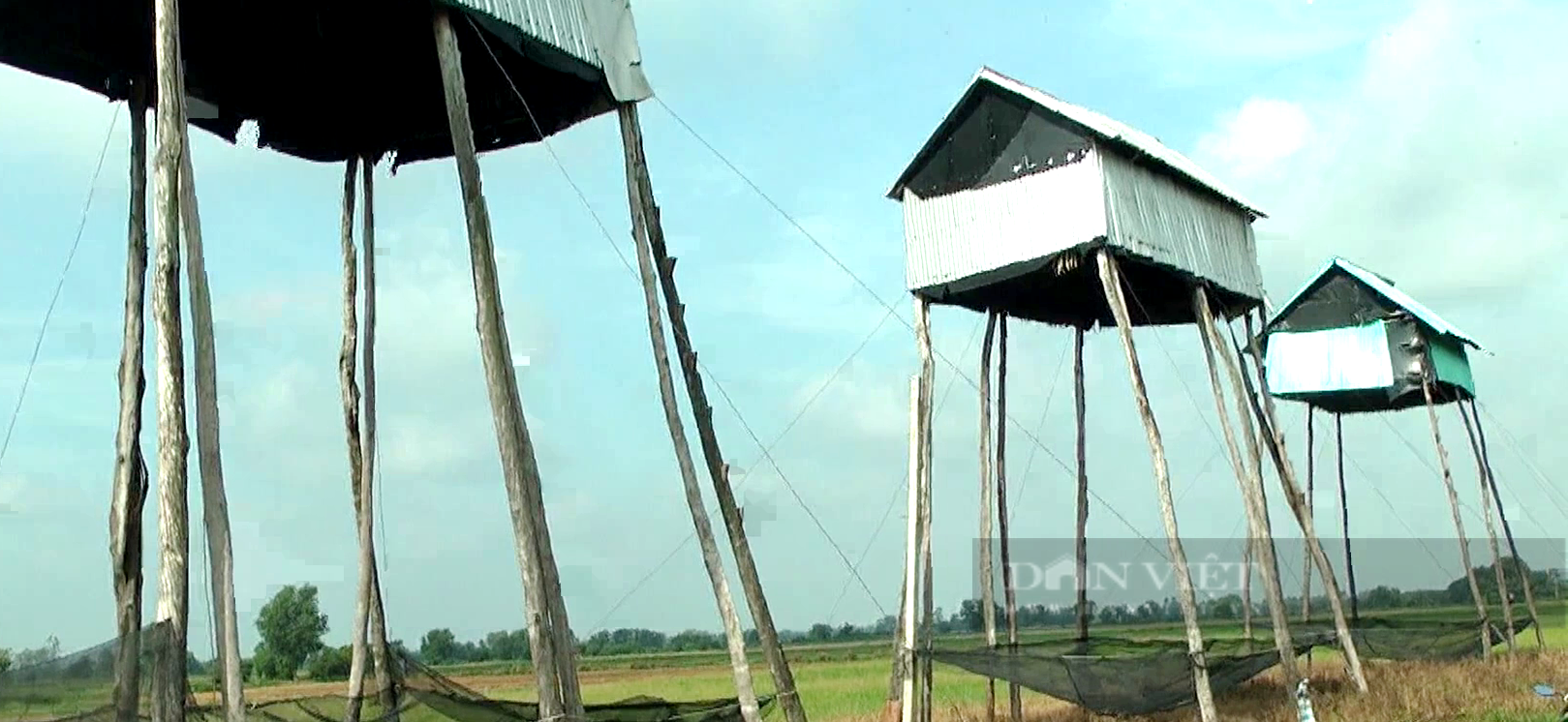 Nuôi loài thú không cần cho ăn lấy phân có giá trị dinh dưỡng “vàng”, ông nông dân Tây Ninh sống khỏe - Ảnh 1.