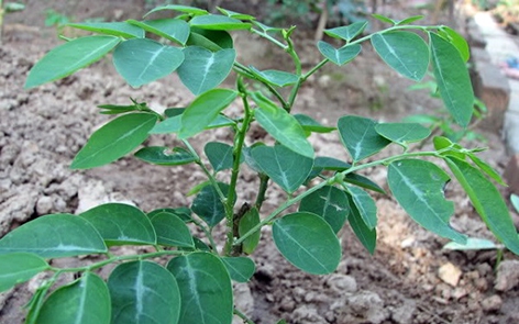 Nuôi dơi, con động vật hoang dã, loài thú biết bay, ông nông dân Tây Ninh hứng phân dơi bán đắt tiền - Ảnh 3.