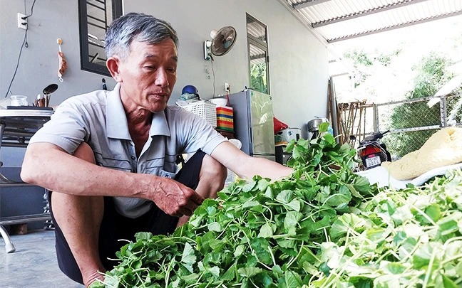 Cung đường nông thôn mới trồng cây xanh ở một huyện của Quảng Bình thoáng mát, đẹp như phim - Ảnh 2.