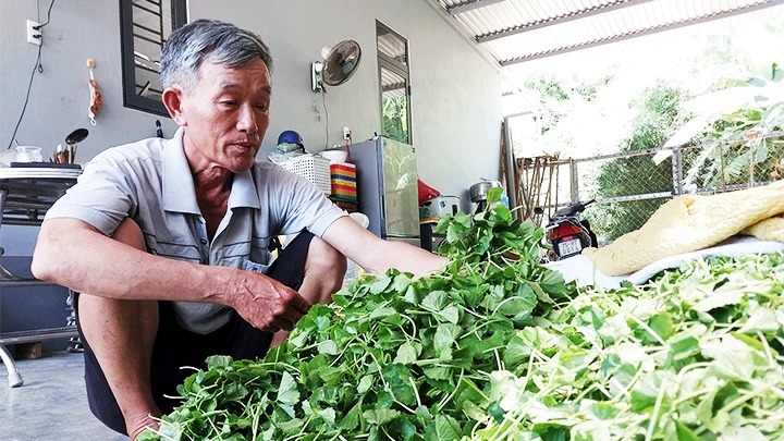 Trồng rau má, ăn mát lành cải thiện trí nhớ, một ông nông dân ở Huế xây dược nhà tiền tỷ - Ảnh 1.