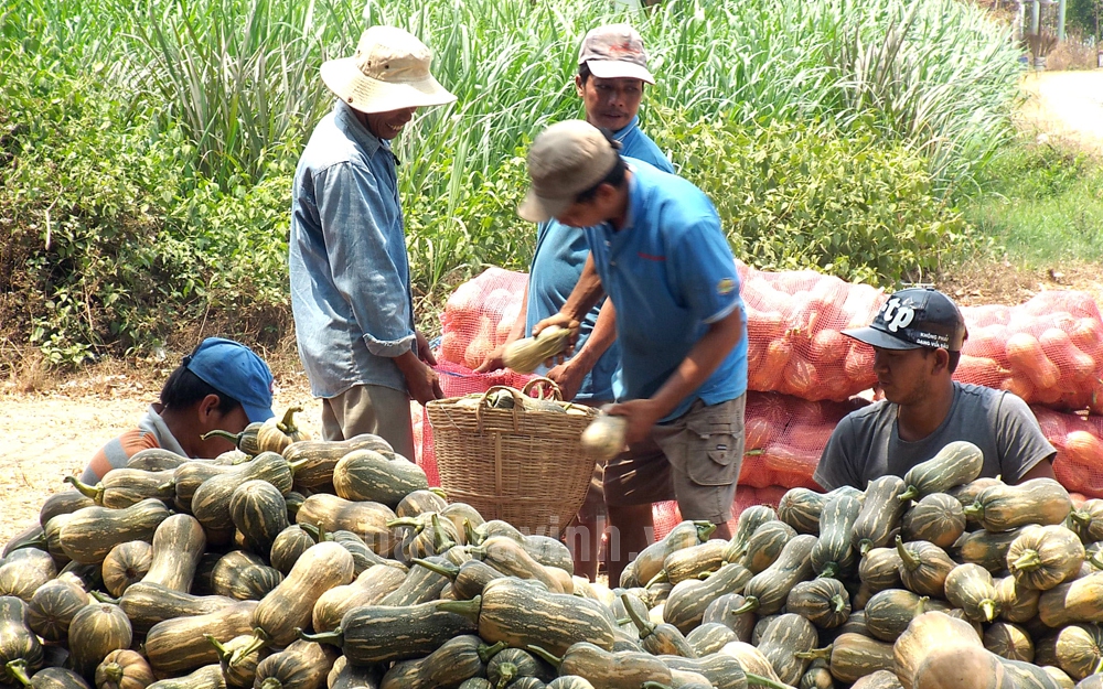 Liều đào mương trồng bông súng Đà Lạt mùa nước nổi, một ông nông dân Hậu Giang trúng lớn - Ảnh 3.