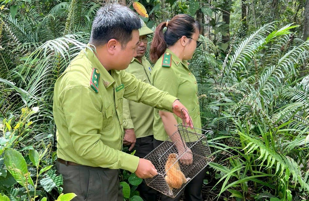 1 nơi ở Bình Định có hàng trăm loài động vật hoang dã, có cả động vật quý hiếm- Ảnh 2.