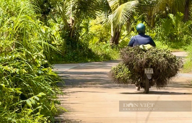 Sắp chạm đỉnh kỉ lục giá cau ở Quảng Ngãi đã “quay xe” nhưng vẫn ở mức rất cao - Ảnh 7.