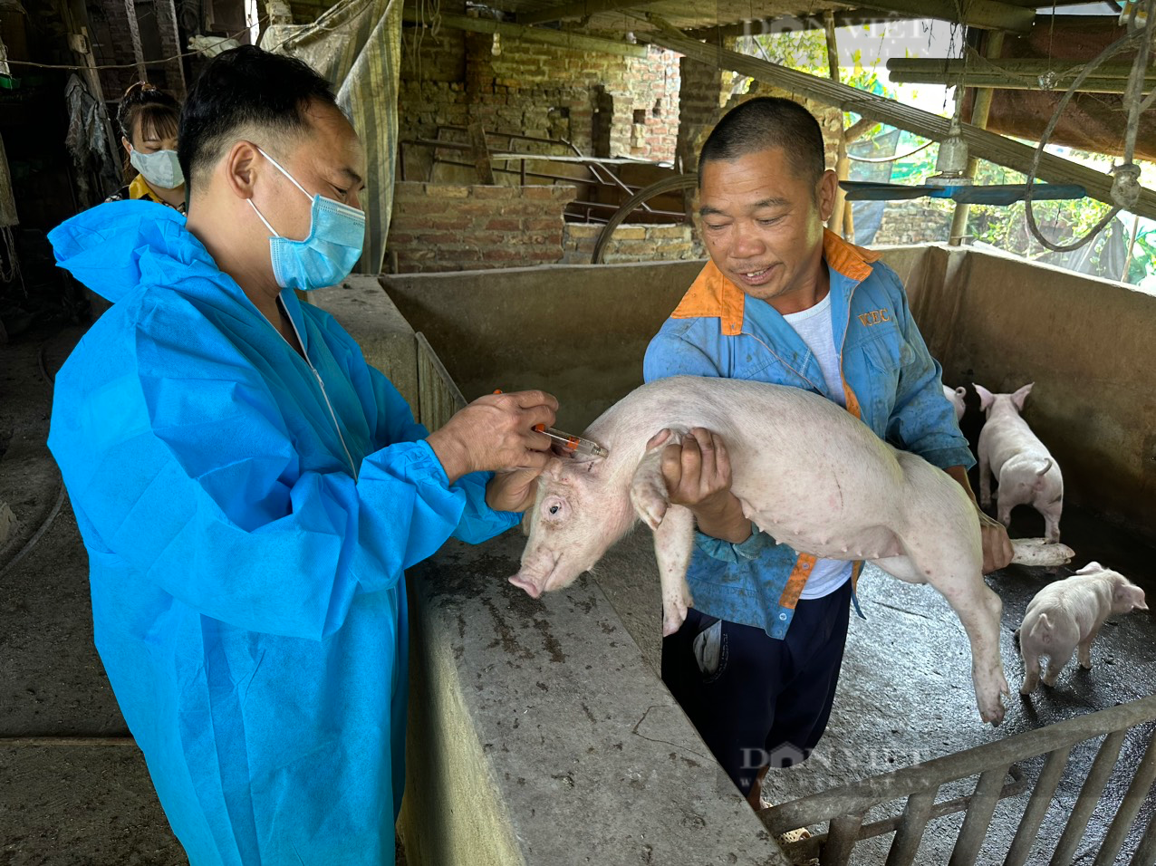 Cải thiện công tác phòng, chống dịch bệnh Dịch tả lợn châu Phi - Ảnh 4.