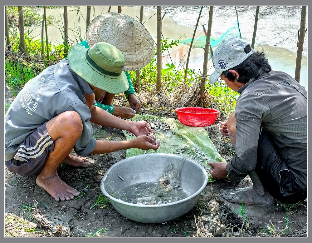 Thứ cá đồng hễ giăng lưới là dính chi chít, gỡ mỏi tay, xưa gặp ngó lơ, nay hóa cá đặc sản Cà Mau - Ảnh 3.