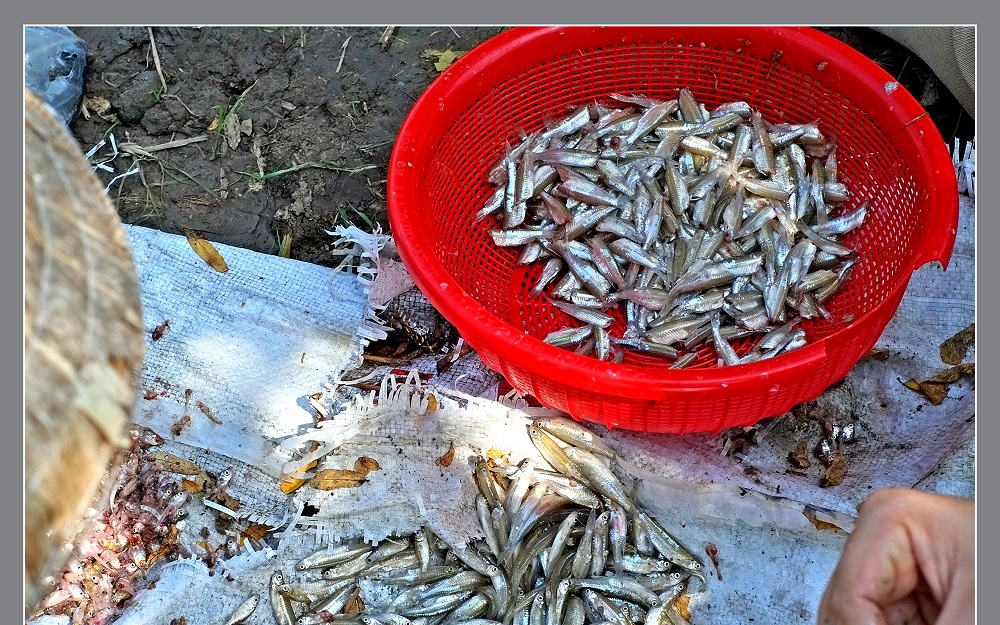 Nuôi dơi, con động vật hoang dã, loài thú biết bay, ông nông dân Tây Ninh hứng phân dơi bán đắt tiền - Ảnh 2.