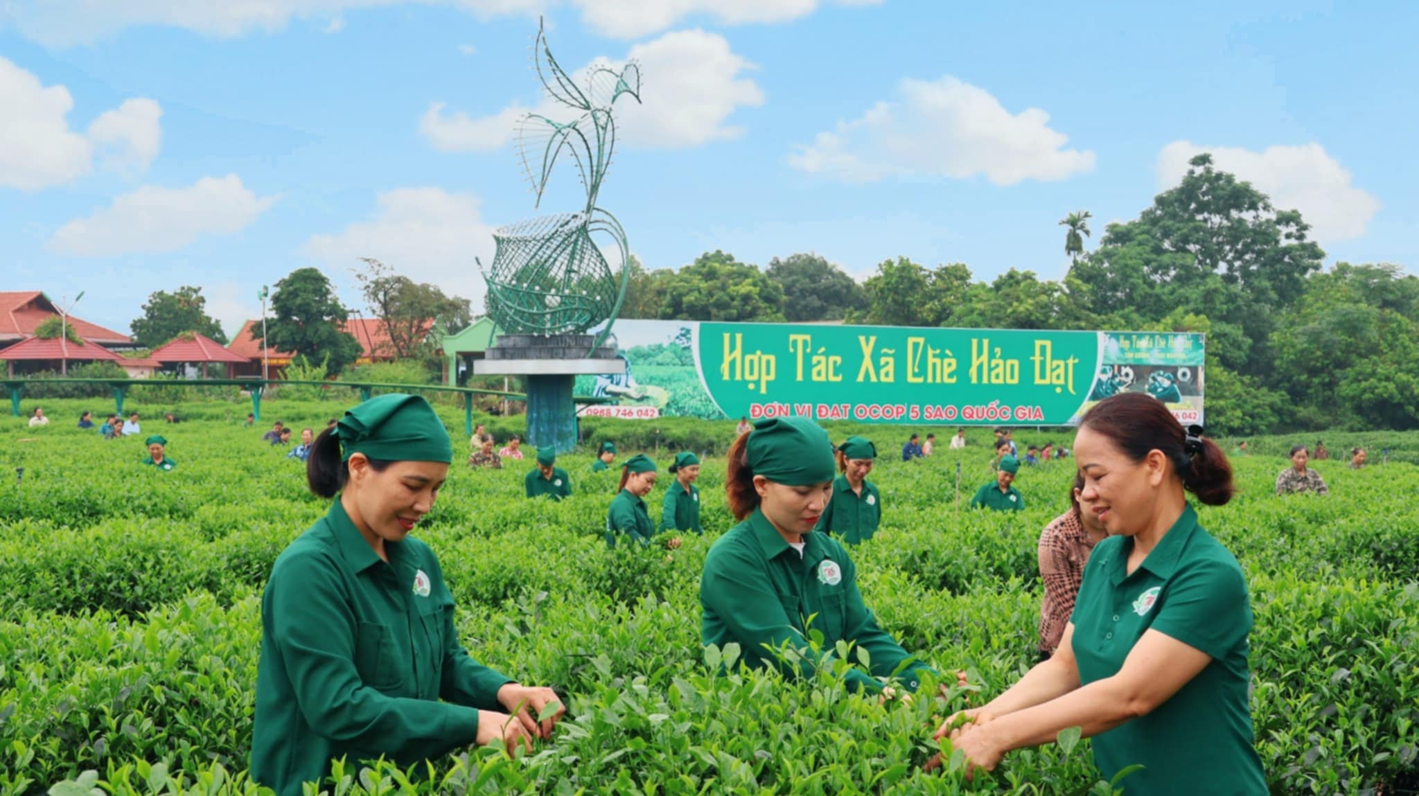 HTX chè Hảo Đạt – Hành trình từ trà Tân Cương truyền thống đến câu chuyện "Búp trà xanh khoác áo hoàng bào"  - Ảnh 1.