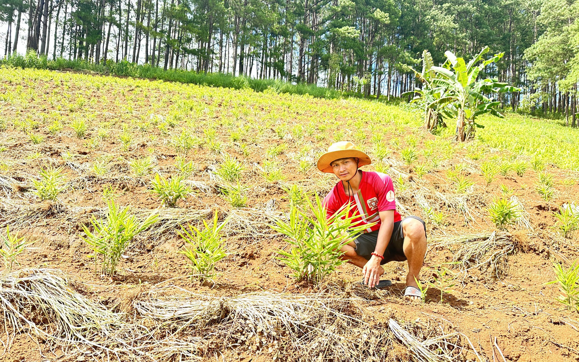 Cho nghìn con gà ăn toàn thảo dược quý, chị nông dân Hà Nội khiến hai nông dân đến từ Mỹ thán phục - Ảnh 3.