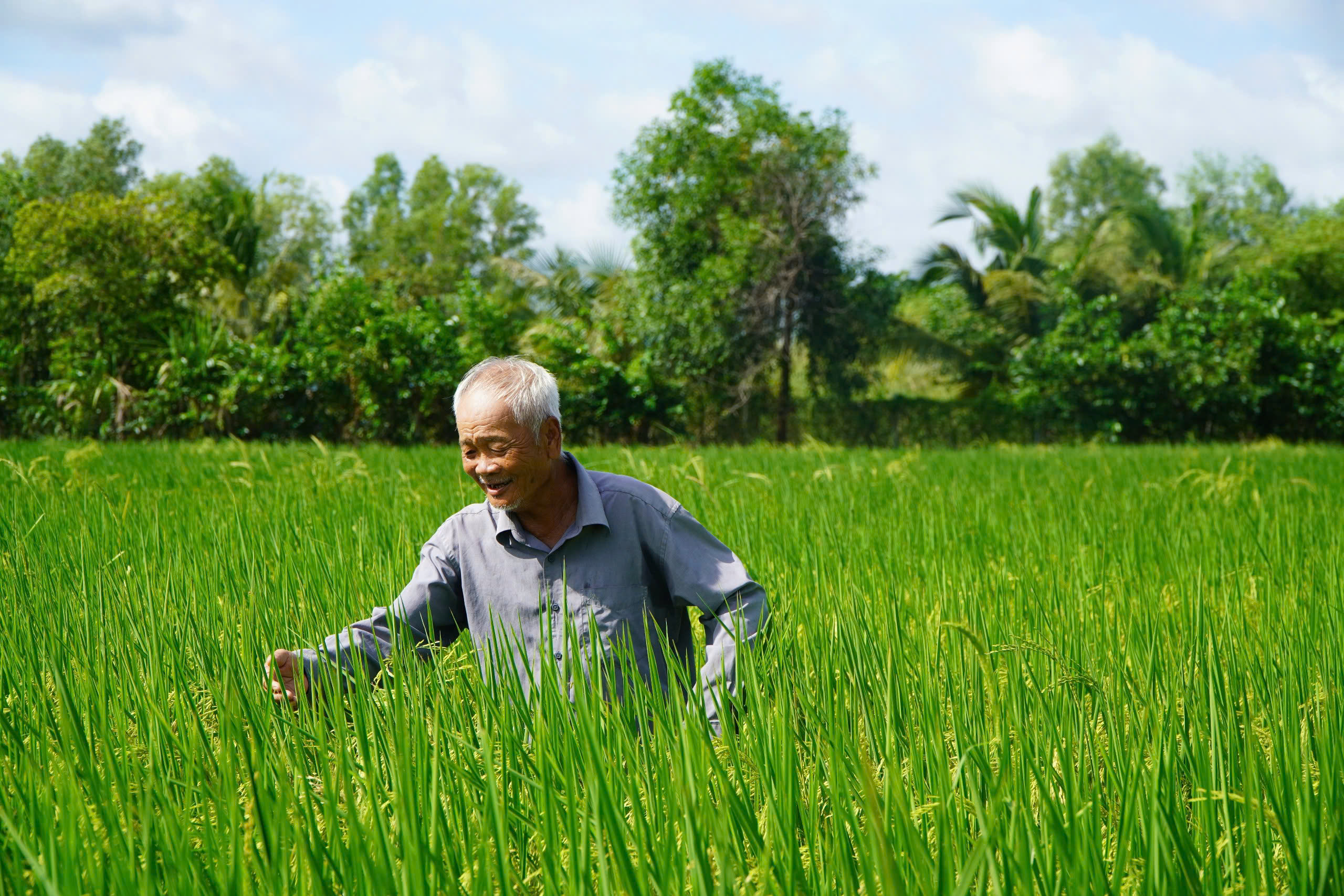 Ít người biết, TP.HCM cũng trồng được lúa ST25 - Ảnh 1.