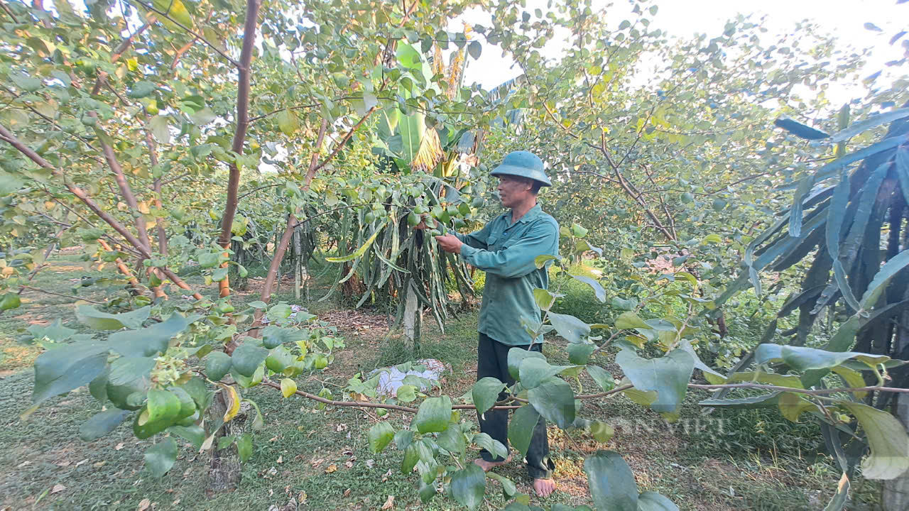 Trồng giống bưởi xanh vỏ đỏ lòng, lão nông Thái Nguyên thu nhẹ nhàng hơn trăm triệu đồng mỗi năm - Ảnh 8.